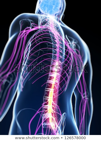 Zdjęcia stock: 3d Rendered Illustration Of The Spinal Cord