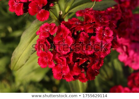 Stockfoto: Pink Carnation Flowers In The Garden