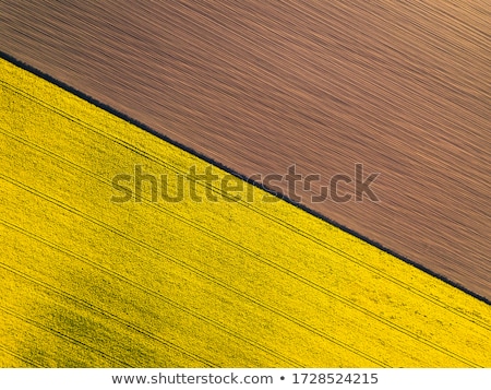 Сток-фото: Rape Field