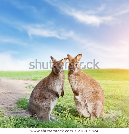 Foto d'archivio: Kangaroos Couple