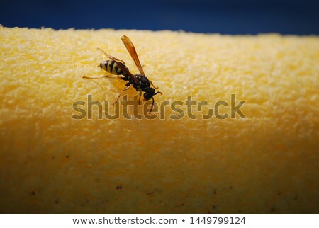 Stockfoto: Wembad · Noedel · Macro