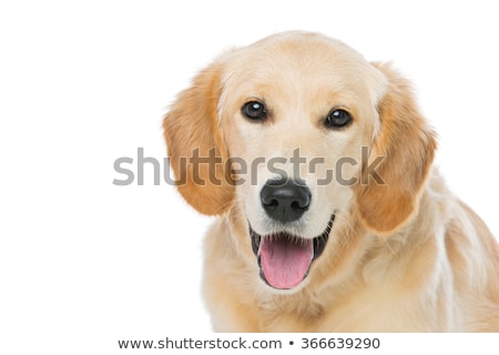 Stockfoto: Young Beautiul Golden Retriever Dog