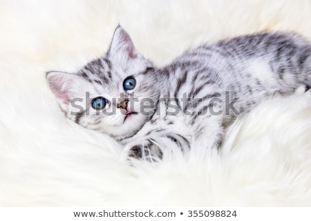 Stockfoto: Black Silver Tabby Kitten Lying Lazy