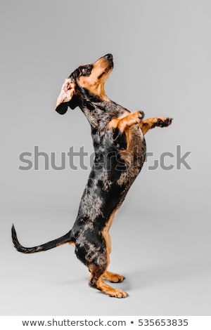 Foto d'archivio: Short Hair Puppy Dachshund Portrait In Gray Background