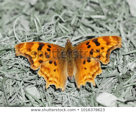 Satyr Comma Polygonia Satyrus Foto stock © yhelfman