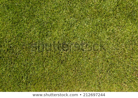 Foto stock: Perfect Lawn With Green Grass View From Above