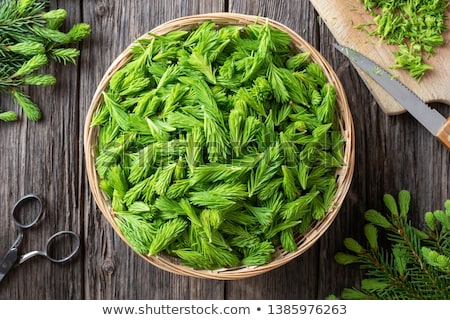 Stok fotoğraf: Young Spruce Tips Collected To Prepare Syrup