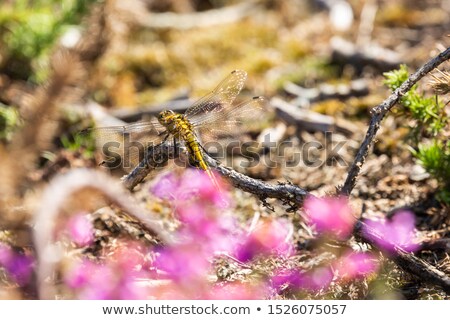 Stok fotoğraf: A Dragonfly Sits At The Side Of The Pool