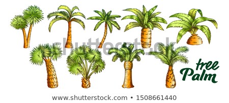 Сток-фото: Palm High And Small Trunk Trees Set Color Vector