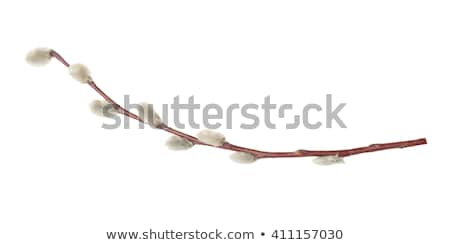 Zdjęcia stock: Close Up Of Pussy Willow Branches On White