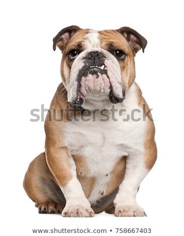 Stock foto: English Bulldog