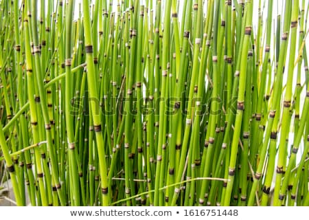 Stockfoto: Aardestaart · bamboe