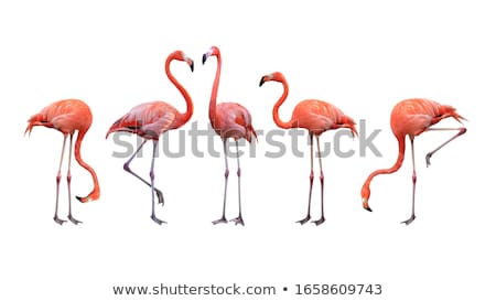 Сток-фото: Flamingos