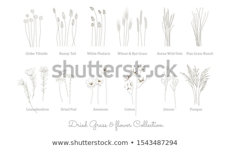 Foto stock: Pampas Grass Silhouette