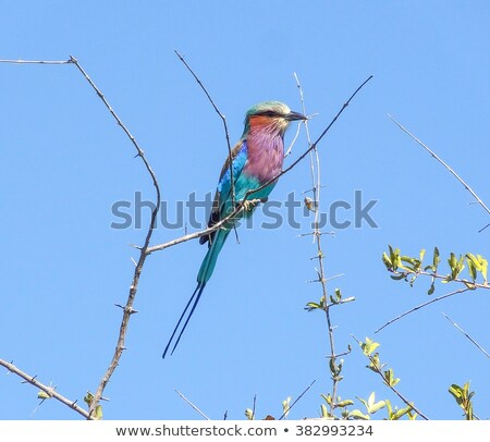 Foto d'archivio: Relaxed Lilac Breasted Roller