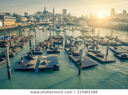 Foto stock: Seals At Pier 39