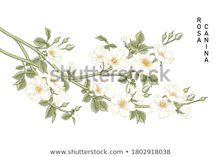 商業照片: Dog Rose