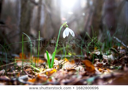 Stockfoto: Renewal And Hope