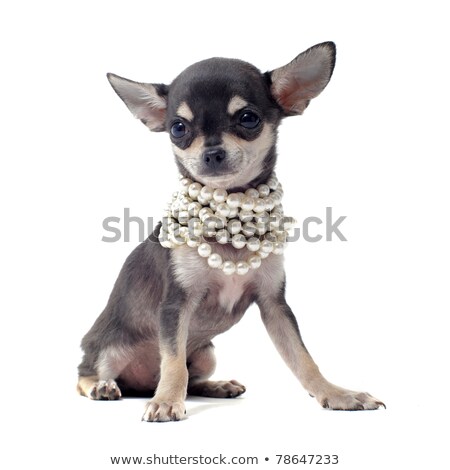 Сток-фото: Black And White Accessories Dog Chihuahua