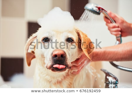 Stock foto: Washing Dog