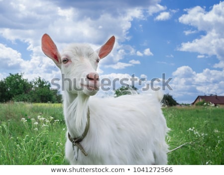 Stock photo: White Goat