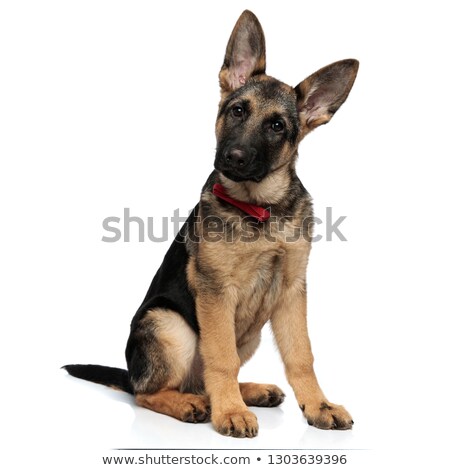 Stock foto: Elegant Seated Sheepdog With Red Bowtie