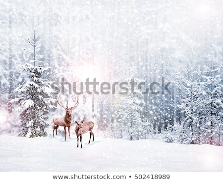 Сток-фото: Reindeer In The Winter Forest