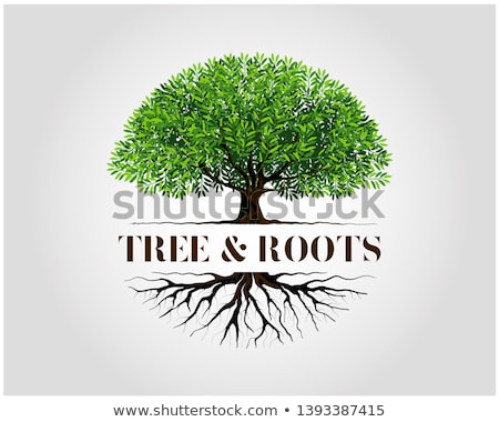 Foto stock: Mangrove Tree Roots