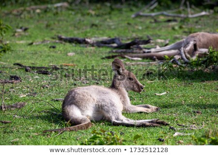 [[stock_photo]]: Kangaroo Having A Rest In A Grassy Area Of Bush Land