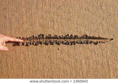 Foto stock: Esenhar · uma · linha · na · areia, · uma · velha · metáfora