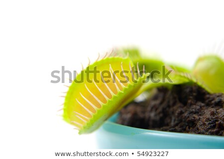 Stock photo: Blue Pot With Dionaea Flytrap