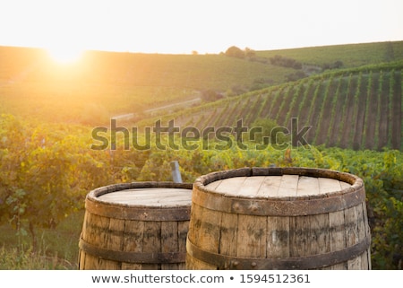 ストックフォト: White Wine Vineyard In The Fall