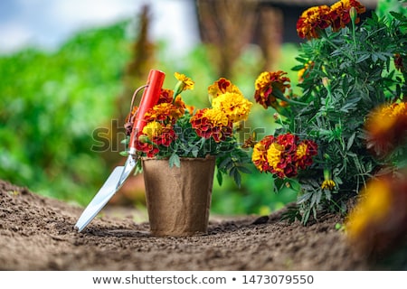 Foto stock: Garden Flower Pot With Growing Tagetes