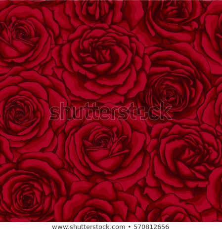 Stock fotó: Runge · vörös · rózsák