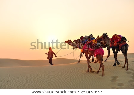 Сток-фото: Bedouin Camel Caravan On Night