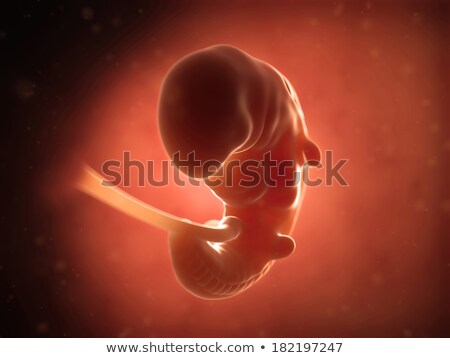 Сток-фото: 3d Rendered Illustration - Human Fetus Month 1