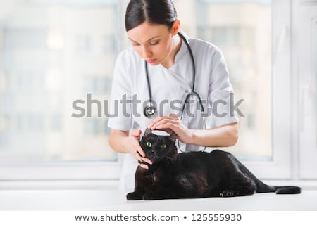 ストックフォト: Veterinarian Examining Ear Of A Cat While Doing Checkup At Clini