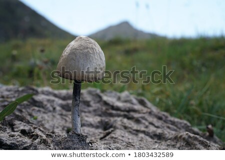 Stock photo: Horse Dung