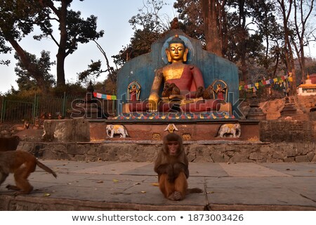 Foto stock: Monkey Sitting Near Buddha Statue Nepal Kathmandu