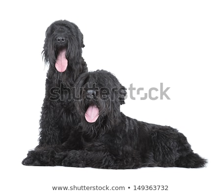 Stock photo: Black Russian Terriers Brt Or Stalins Dog