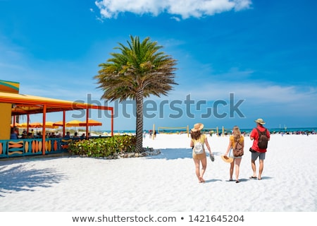 Stok fotoğraf: Clearwater Florida Palm Trees