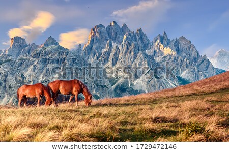 Stock fotó: Sunset In Mountains Nature Background Horse At Summer Meadow