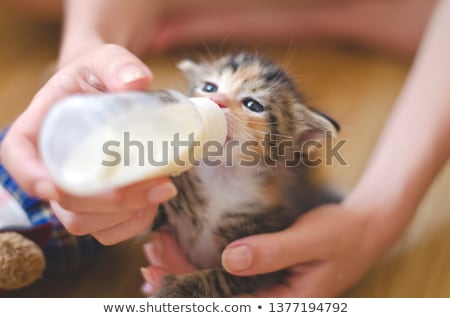 Foto stock: Atinho · que · dá · mamadeira