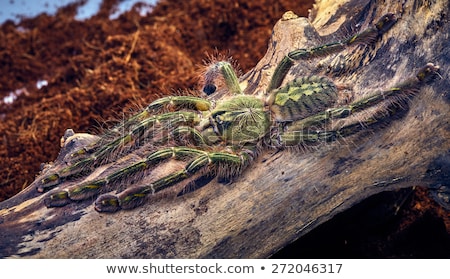 Stockfoto: Tarantula Poecilotheria Rufilata
