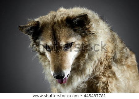 Сток-фото: Mixed Breed Funny Dog Is Relaxing In A Dark Photo Studio