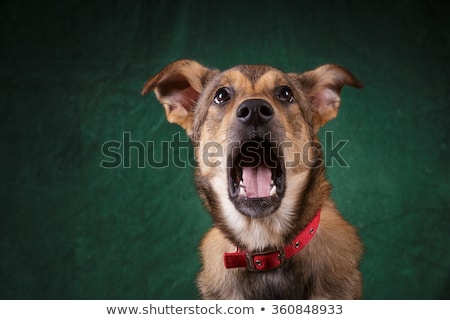 Foto stock: Mixed Breed Brown Funny Dog In A Dark Studio