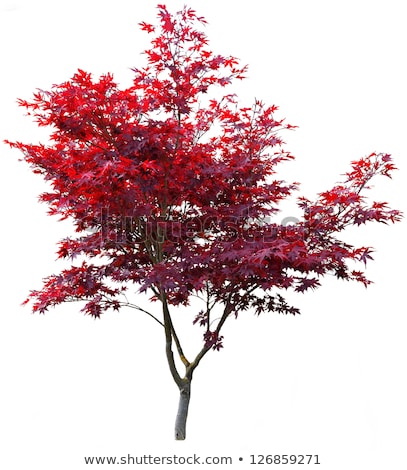 [[stock_photo]]: The Japanese Maple Tree In Spring