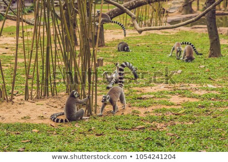 Zdjęcia stock: Lemur Catta Runs Around The Grass In The Zoo