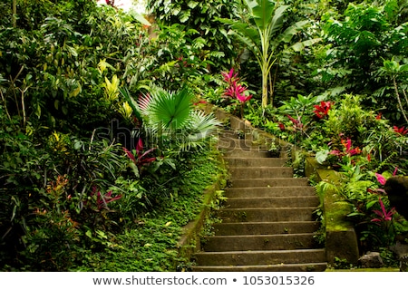 Stockfoto: Stairs In The Tropical Garden