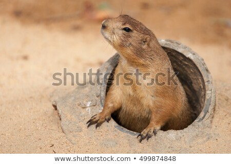 Foto stock: Prairie Dog At His Burrow